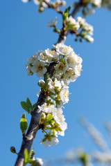 Flowering plum twig against blue sky.