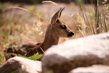 Rehkitz hinter großen Steinen in der Natur