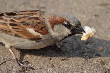 Spatz ist frisst Brot Brotkrümel