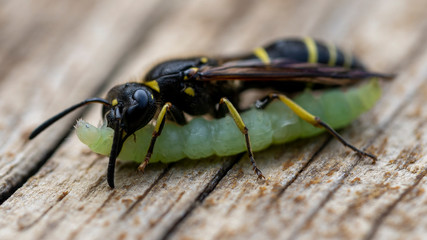 A black and yellow hornet clamps it's large jaws around a green caterpillar.