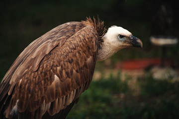Close-up face looks vulture. Bird of prey scavenger closeup