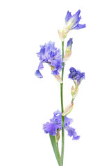 Blue iris flower with long stem and green leaf isolated on white background. Cultivar with ruffled flowers from Tall Bearded (TB) iris garden group