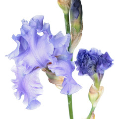 Blue iris flower close-up isolated on white background. Cultivar with ruffled flower from Tall Bearded (TB) iris garden group