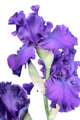 Purple iris flower close-up isolated on white background. Cultivar with ruffled flower from Tall...