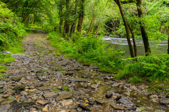 camino camino con rocas en un bosque verde h&uacute;medo con un r&iacute;o al lado