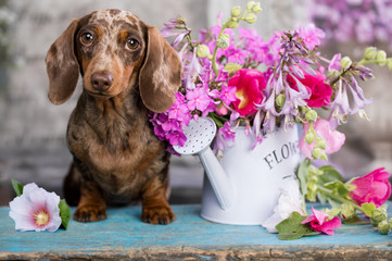 dachshund puppy brown tan merle color and roses flowers