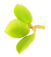 Branch of Hoya subquintuplinervis (syn. Hoya pachyclada) with green leaves isolated on white background
