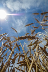 golden spikelets of wheat against the blue sky with white clouds and bright sun.