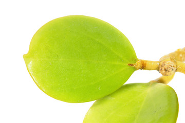 Branch of Hoya subquintuplinervis (syn. Hoya pachyclada) with green leaves isolated on white...