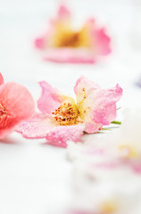 Fototapeta na wymiar Homemade sugared or crystallized edible rose flowers on a white wooden rustic table. Selective focus with blurred background.