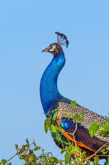 Yala national park, Sri Lanka.