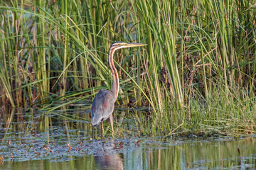 Grey heron