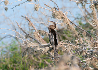 Cormorant