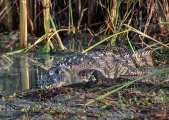 Crocodile