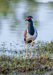Heron on the lake shore