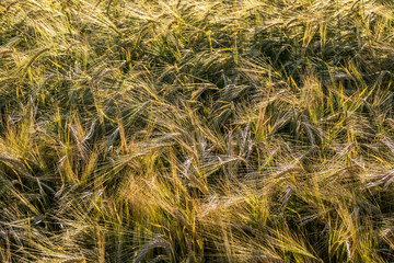Gerstenfeld kurz vor der Ernte