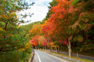 Naklejka premium Maple Tunnel near the Kawaguchiko Lake