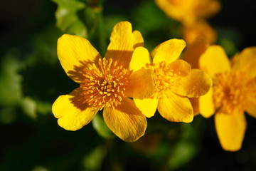 Gelbe Windröschen (Anemone ranunculoides)