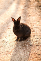 Black domestic rabbit resting after a walk.