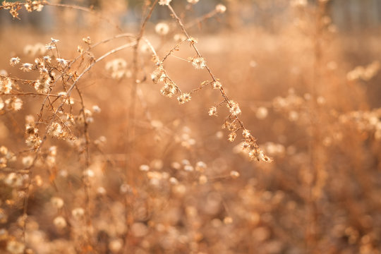Dead leaves luminated with backlight from the sun during golden hour.