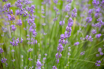 the blurred natural background consists of beautiful purple inflorescences of Lavandula angustifolia. flowering lavender used in landscape design, in medicine, in the perfume industry. copy space.