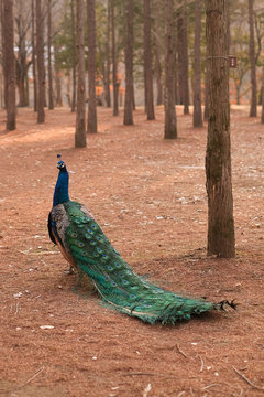 Peacock walking on a park during winter.