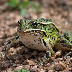 closeup of a green frog on gravel