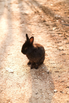 Black domestic rabbit resting after a walk.
