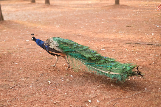 Peacock walking on a park during winter.