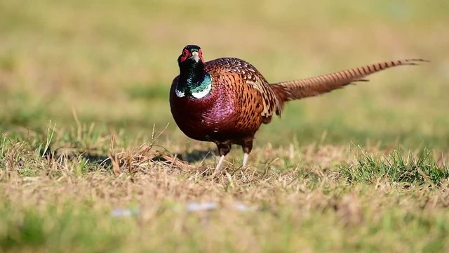 Ringneck pheasant