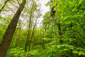 Tall trees in Dense Woodland
