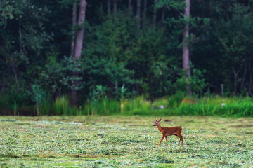 Young roe deer in fresh mowed meadow near forest.