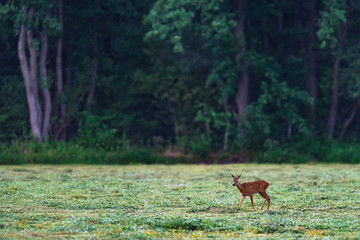 Obraz premium Young roe deer in fresh mowed meadow near forest.