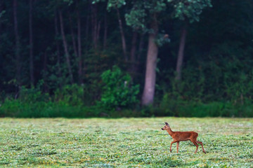 Fototapeta premium Young roe deer in fresh mowed meadow near forest.