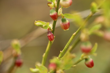 Flower buds of Vaccinium myrtillus, the European blueberry