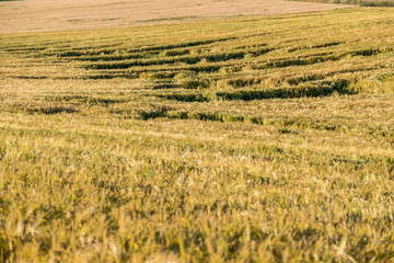 Durch Regen und Wind nieder gedr&uuml;cktes Kornfeld