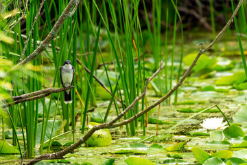  Eastern kingbird (Tyrannus tyrannus) sitting on a branch of a bush in natural environment 