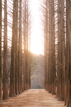 Long leaveless tree planted allign to each other , with sun on the horizon, shot on winter
