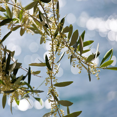 Olivenbaum in der Blüte detail 