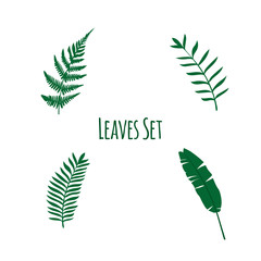Tropical Leaves set. Collection of Exotic Plants Vector Illustrations with Tropical Leaves. Four tropical leaves from the jungle. Flat, doodle vector illustration.