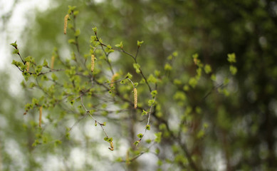 Leaves and catkins of Betula pendula, the European white birch