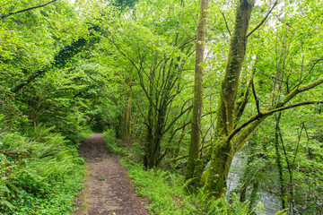 camino en un bosque verde húmedo con un río al lado