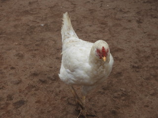 white country chicken roaming in a foggy morning