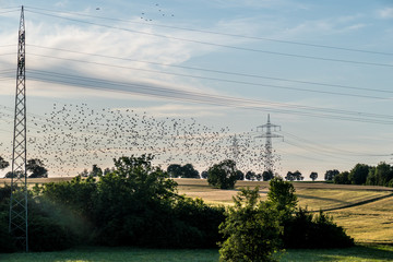 Vogelschwarm fliegt in der Nähe von Strommasten