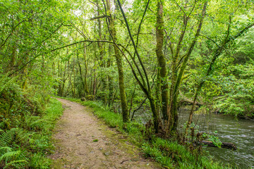 camino en un bosque verde húmedo con un río al lado