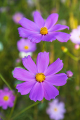 Fototapeta premium Purple cosmos flowers against green background