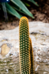 cactus family plants