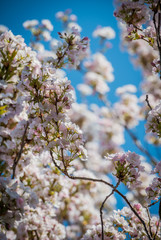 Kirschblüte im Frühling Licht 