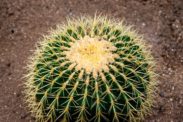 cactus family plants