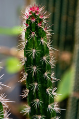 cactus family plants
